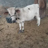 یک عدد نرگاو بزرگ بایک گوساله نر