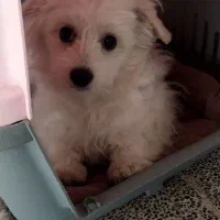 سگ شیتزو پامر