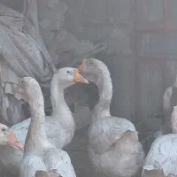 قوقاز پرو پاچه دار درشت بالغ|حیوانات مزرعه|گنبد کاووس, |دیوار