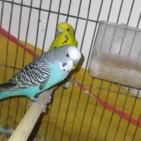 مرغ عشق خوب