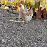 مرغ خروس|حیوانات مزرعه|بیلوار, |دیوار