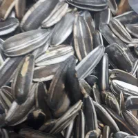 تخمه سنقری