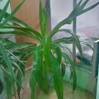 گل موزی بزرگ|گل و گیاه طبیعی|کرمان, |دیوار