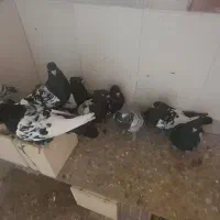 هشتا کفتر میفروشم سالم هستن همش