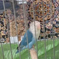 طوطی برزیلی خوش رنگ|پرنده|پاوه, |دیوار