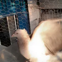 سوسنی کاکل پاپر