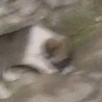 توله‌سگ‌ماده.رایگان|سگ|کلاله, |دیوار