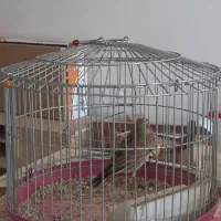 سهره خاکی|پرنده|بومهن, |دیوار