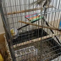 عروس هلندی کشیده و سرحال نژاد وایت فیس و سینامون|پرنده|آبادان, |دیوار