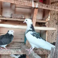 یک جفت جوجه کاکلی و مچ پا کاکلی|پرنده|تهران, آبشار|دیوار