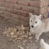 توله پاکوتاه|سگ|بناب, |دیوار