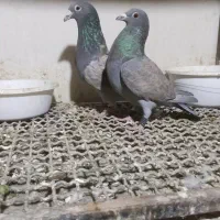 فروش چند جفت آلمان کیلومتری با تخم جوجه و پرشی|پرنده|نیشابور, میدون بار|دیوار