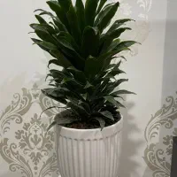 گیاه کامپکت