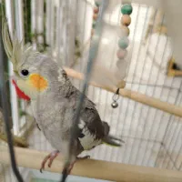 عروس هلندی