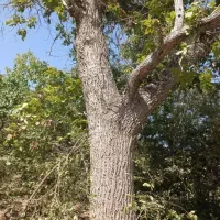 خریدچوب