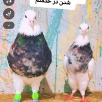 خبر فوری حتما بخونید