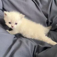 گربه|گربه|شاهینشهر, خبرنگار|دیوار