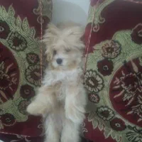 توله ۴ماه مالتیپو|سگ|رباط‌کریم, رباط‌کریم|دیوار