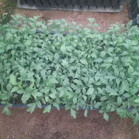 نشاء گل وگیاه