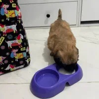 سگ شیتزو|سگ|باقرشهر, |دیوار