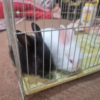 دوتا خرگوش|موش و خرگوش|آذرشهر, |دیوار