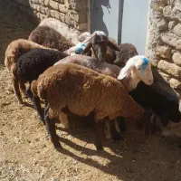 ۱۱ راس بره|حیوانات مزرعه|زنجان, |دیوار