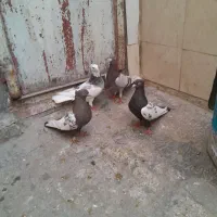 صید|پرنده|مشهد, شهید قربانی|دیوار