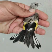 جوجه سهره نر دورگ سیبیل زده قیص کرمونی ۸۵۰|پرنده|شیراز, رکن‌آباد|دیوار