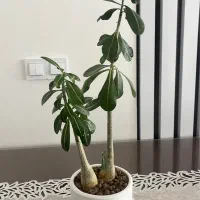 گل بنسای با گلدان