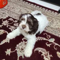 واگذاری غ‌ی‌ر‌ه‌ رایگان