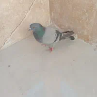 کفتر|پرنده|ملارد, |دیوار