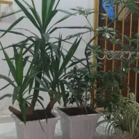 گل یوکا.شفرا.سانسوریا لب طلایی