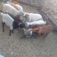 15گیسه و شیرمو