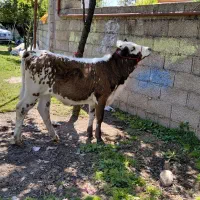 گاو لیشه هلیشتان و سویسی لوکس ۲ راس