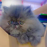 واگذاری گربه پرشین صورت فلت
