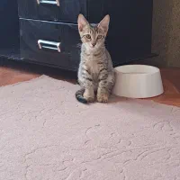 واگذاری بچه گربه ماده