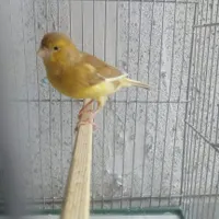 قناری نر و ماده آماده