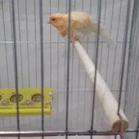 فروش انواع قناری نرهای مست مست|پرنده|بندر ماهشهر, |دیوار