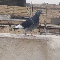 کبوتر جان اردن المانی