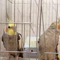 جفت عروس هلندی مولد به همراه تخم