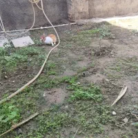خرگوش