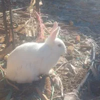 خرگوش|موش و خرگوش|فرخ‌شهر, |دیوار