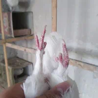 کفتر.ماده .پشت دار|پرنده|تهران, بهاران|دیوار