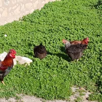 مرغ خروس لری