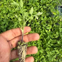نشا گوجه فضای باز زیرقیمت