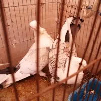 کبوتر دوکت طاووسی موشی سینه فر