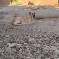 ماده سگ کانگال|سگ|پاکدشت, پاکدشت (مامازند)|دیوار