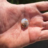 شجر کلکسیونی|جواهرات|ساوه, |دیوار