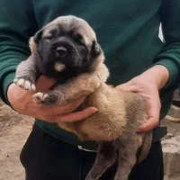 توله سرابی درجه یک