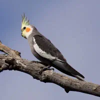 عروس هلندی فرار کرده